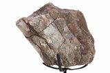 Fossil Sauropod Limb Section with Metal Stand - Colorado #335514-1